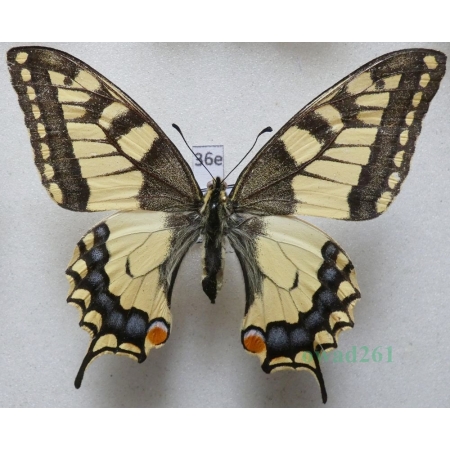 Papilio machaon Linnaeus, 1758 Paź królowej Poland 81mm36e